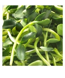 Sprouting seeds - Sunflower BIO, 100 g